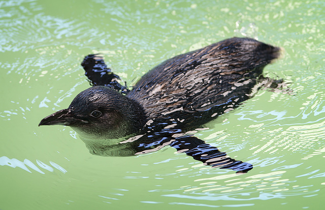 On parade: a little penguin loves the attention.