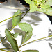 DSCN7083 - Croton glandulosum, Euphorbiaceae