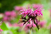 Garden visitor before IGP3937-2