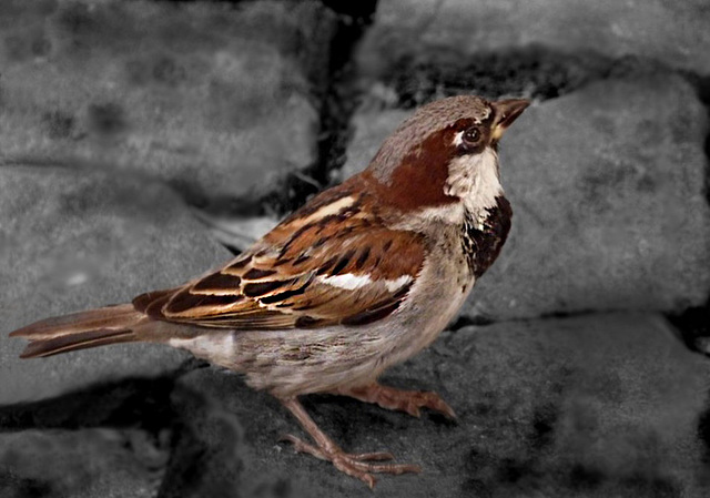 Moineau domestique