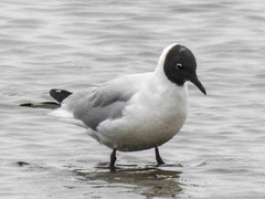 20180402 3307CP [D~AUR] Lachmöwena (Larus ridibundus),  Dollart