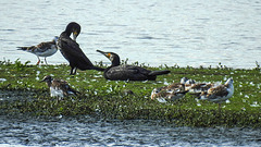 20180628 4160CPw [D~MS] Kormoran, Lachmöwe [JV], Rieselfelder Münster