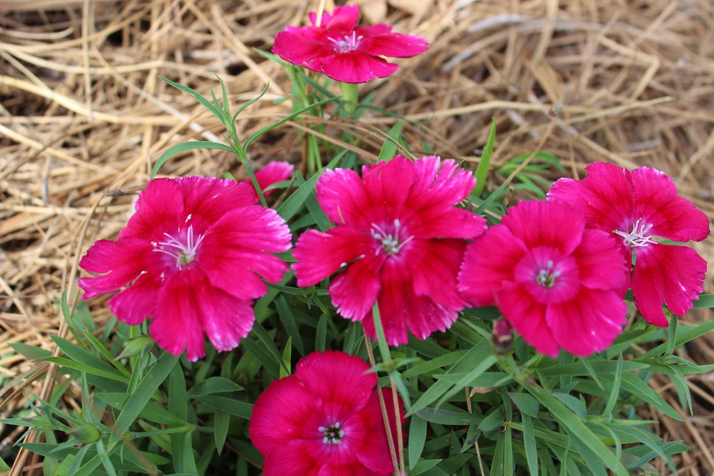 Dianthus ...fresh new plant :)