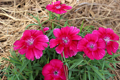 Dianthus ...fresh new plant :)