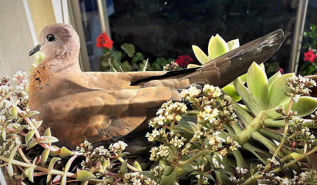 bird sitting in flower pot