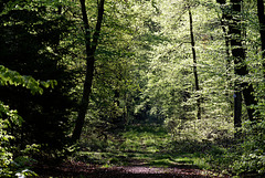 21.05.09 Wald 1