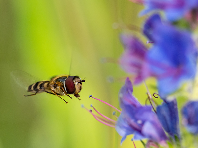 Schwebfliege im Landeanflug