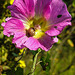 20210927 2982CPw [D~LIP] Stockrose (Alcea rosea), Gefleckte Schnirkelschnecke (Arianta arbustorum), UWZ, Bad Salzuflen