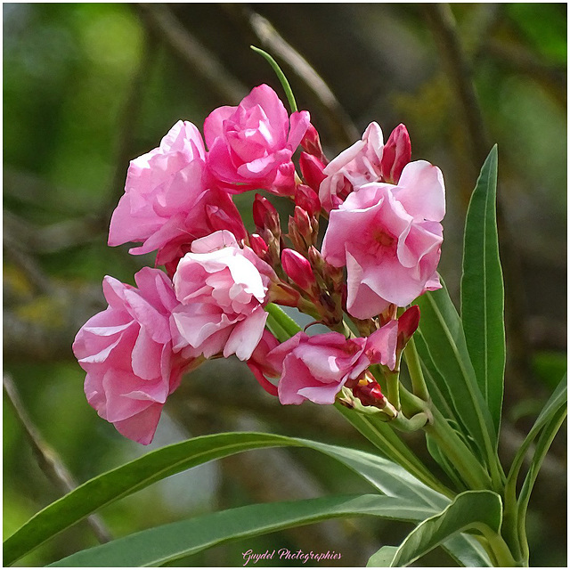 Juste quelques fleurs ...