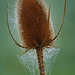 Eine Karde im Morgennebel - A wild teasel in the morning mist