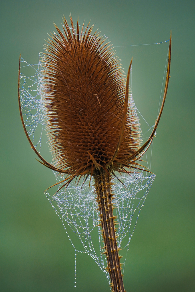 Eine Karde im Morgennebel - A wild teasel in the morning mist