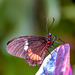 Papilio memnon