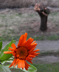 Salix and Calendula