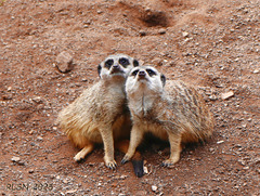 Ein schönes Novemberwochenende zum Kuscheln!