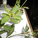 DSCN7084 - Croton glandulosum, Euphorbiaceae