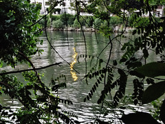 Reflet doré sur la Seine