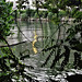 Reflet doré sur la Seine