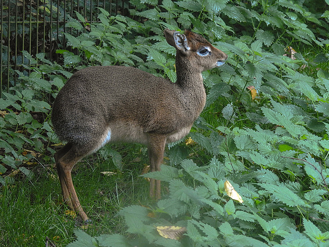 20170928 3056CPw [D~OS] Kirk-Dikdik (Madoqua kirkii), [Antilope], Zoo Osnabrück