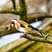 Goldfinch