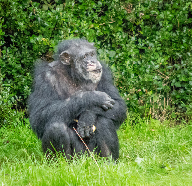 The Thinker