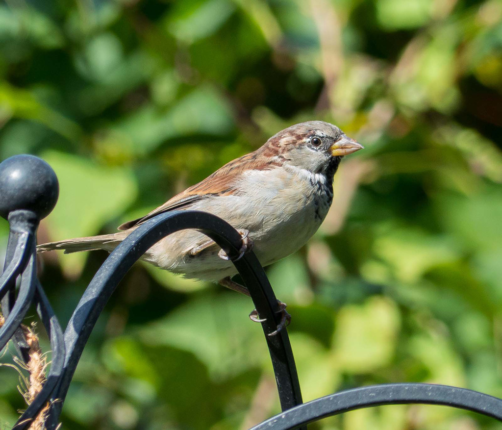 Sparrow 3