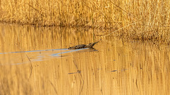 Bittern