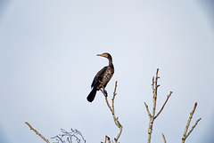 21.04.08 Kormoran 2