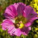 20210927 2983CPw [D~LIP] Stockrose (Alcea rosea), Gefleckte Schnirkelschnecke (Arianta arbustorum), UWZ, Bad Salzuflen