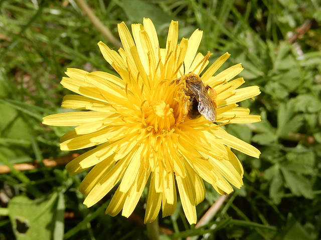 Besuch bei der Kuhblume