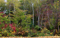 En bordure d'une route forestière .