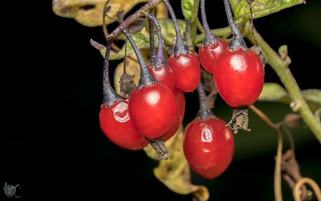 Poisonous berries