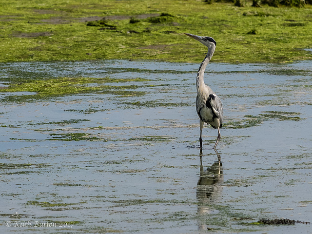 Grey Heron