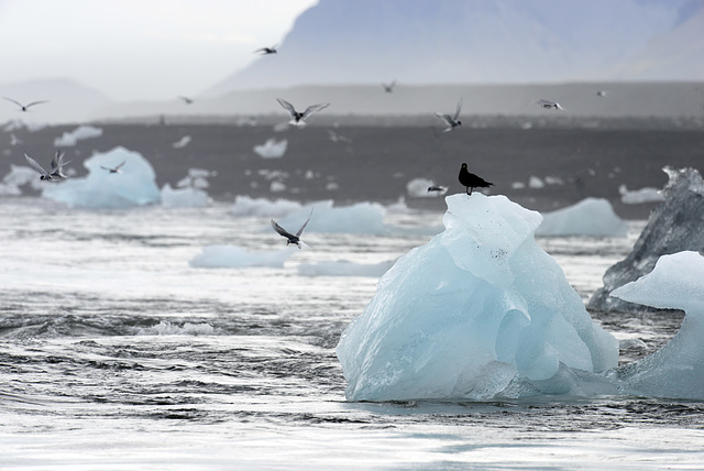 Vatnajökull , Jökulsárlón   DSC2985