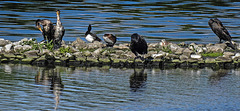 20180628 4165CPw [D~MS] Kormoran, Rieselfelder Münster