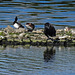 20180628 4165CPw [D~MS] Kormoran, Rieselfelder Münster