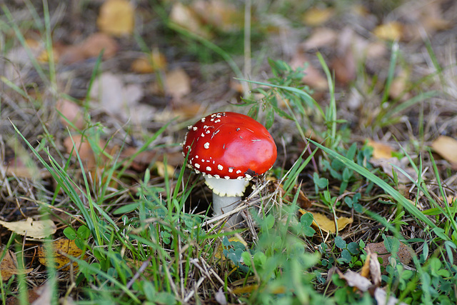 Zeit der Pilze: Amanita muscaria III