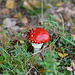 Zeit der Pilze: Amanita muscaria III