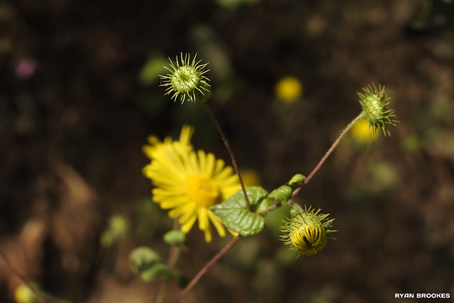 20191213-0720 Pentanema cernuum (Dalzell) Ling