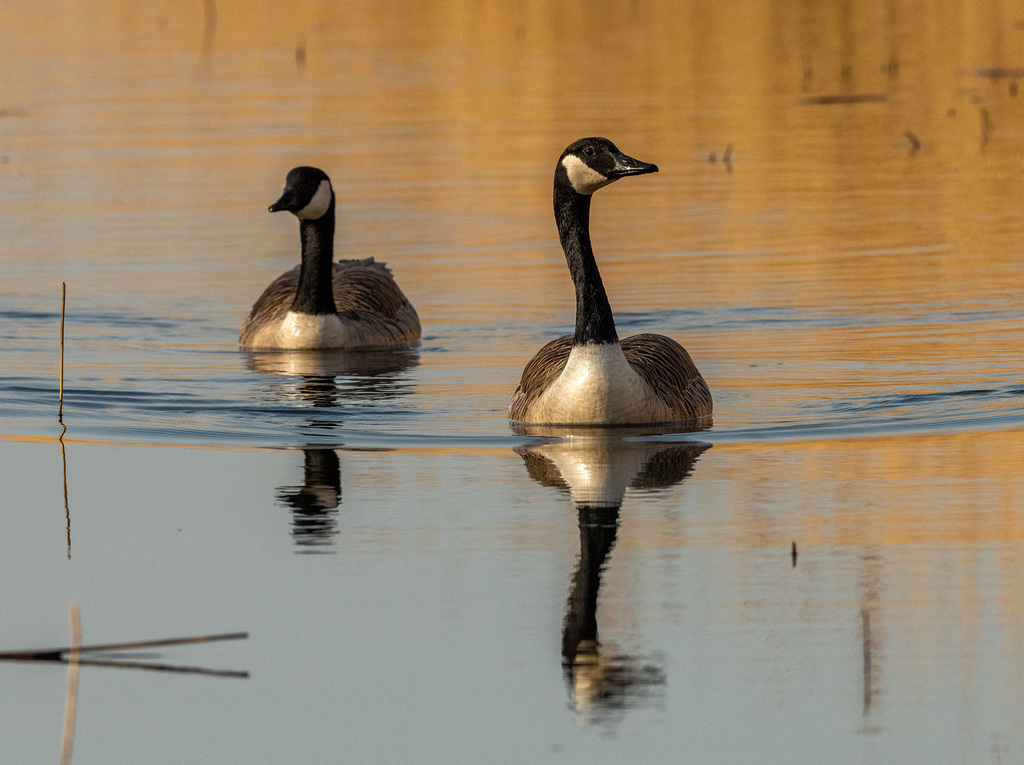 Canada geese