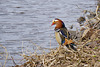 seine Schönheit der Mandarin