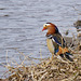 seine Schönheit der Mandarin