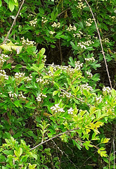 50 - Aubépine presque fleurie