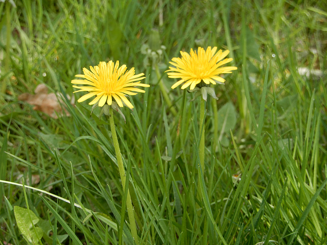 Duo des Löwenzahn