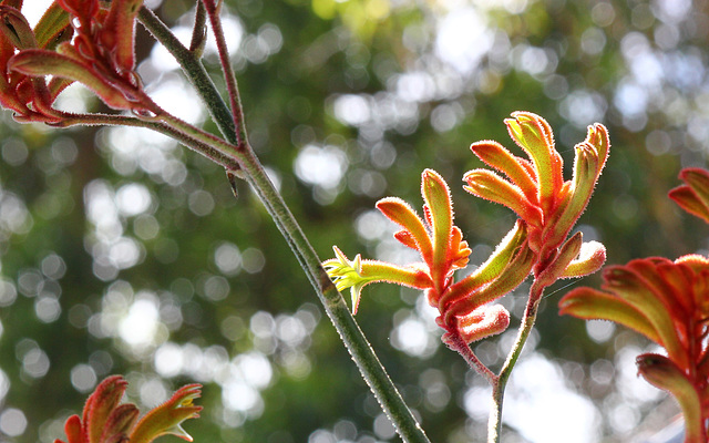 Kangaroo Paw bokeh