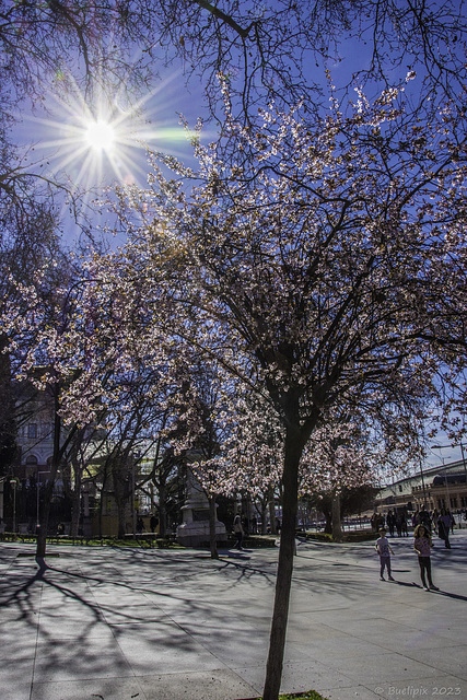 Paseo del Prado (© Buelipix)