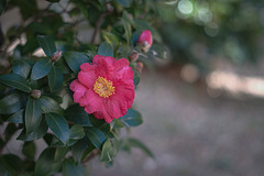 Camellia