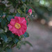 Camellia