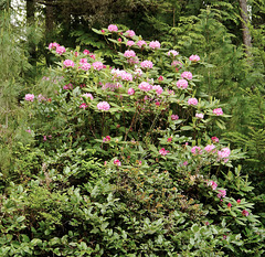 Wild Rhododendron