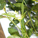 DSCN7086a - Croton glandulosum, Euphorbiaceae