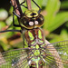 Aeschne bleue femelle (Aeshna cyanea)